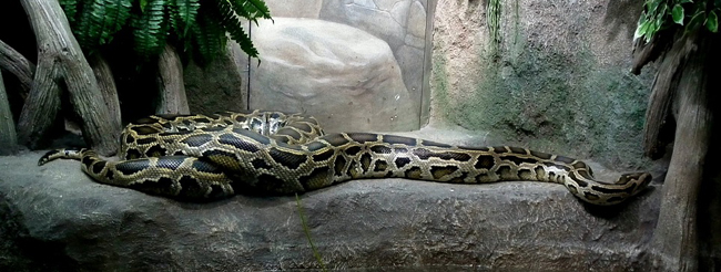 boa constricteur (Boa constrictor)