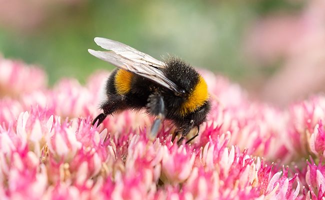 Qui est le bourdon terrestre (Bombus terrestris) ?