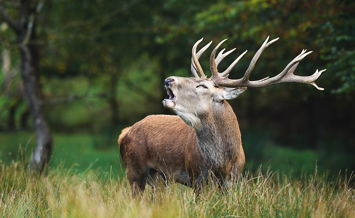 Brame du cerf : quand, pourquoi, où l'observer ?