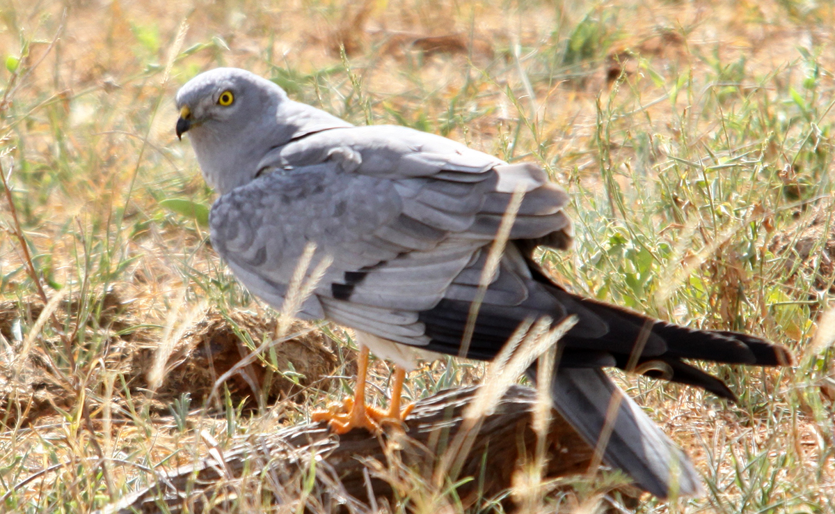 Busard cendré, rapace migrateur : qui est-il ? Comment vit-il ?