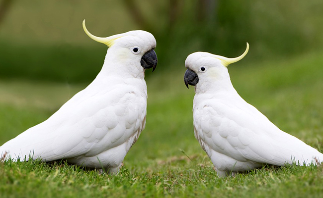 Couple de Cacatoès