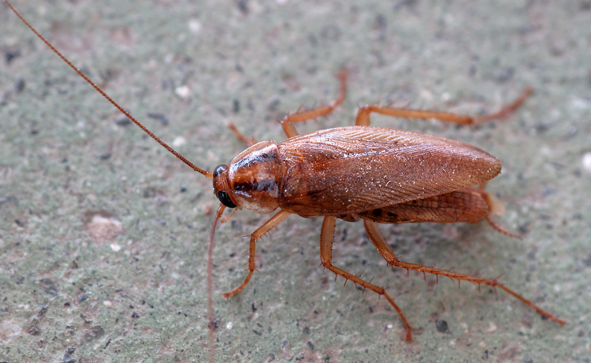 Cafard, insecte très désagréable : qui est-il ? Comment vit-il ?