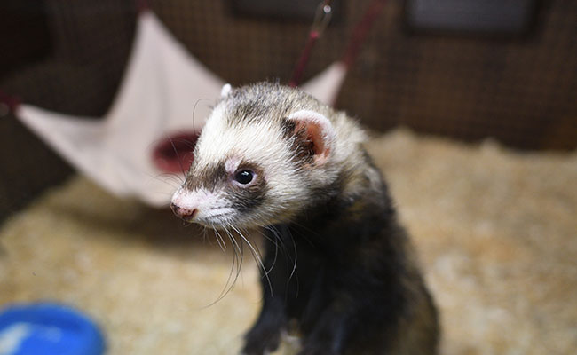 Comment aménager la cage de son furet ?