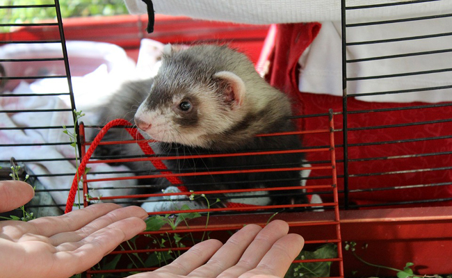 Quelle cage et accessoires choisir pour son furet ?