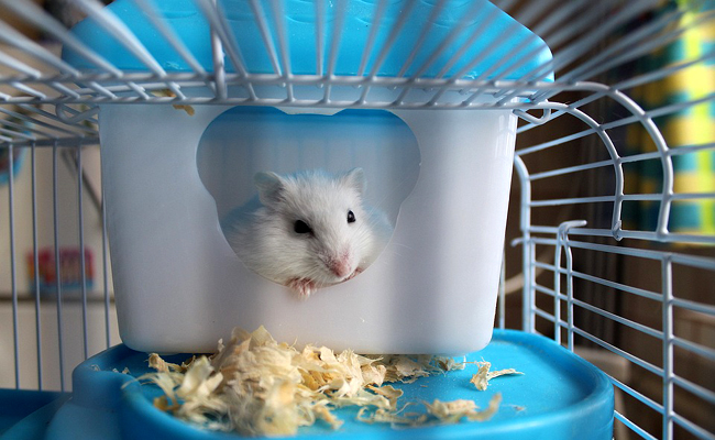 Comment choisir une cage pour son hamster ? Nos conseils