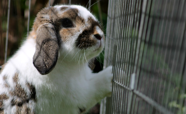 Comment choisir une cage à lapin ? Nos conseils !