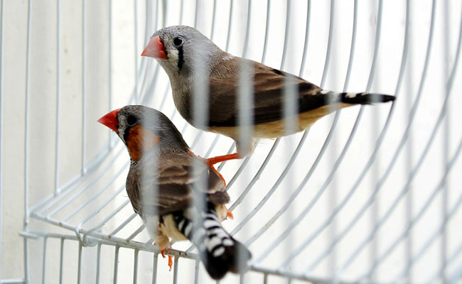 Comment choisir une cage à oiseaux ?