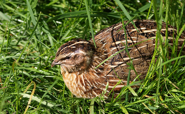 Caille des blés ou caille d’Europe, petit oiseau discret