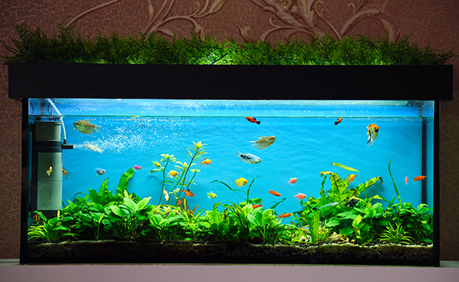 Comment calculer le volume et le poids de son aquarium ?