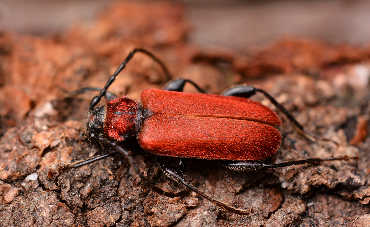 Callidie rouge-sang ou callidie sanguine, insecte qui se cache dans le bois !