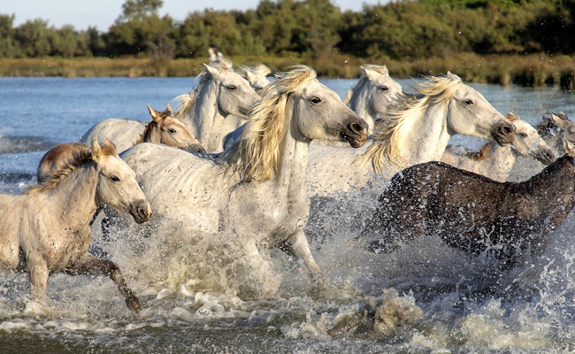 Quelles sont les races de chevaux français ?