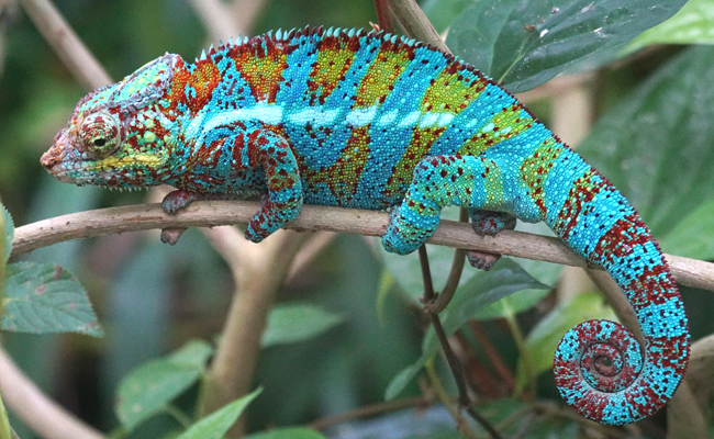 Pourquoi et comment le caméléon change de couleur ?