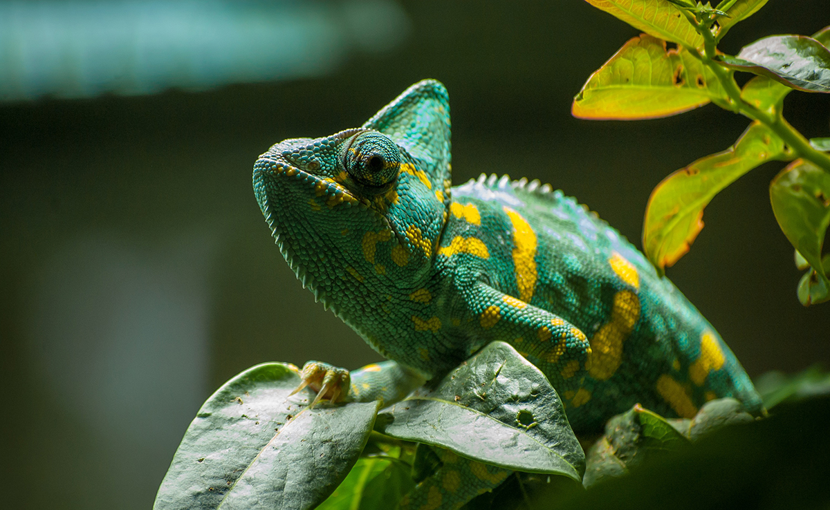 Caméléon : qui est-il ? Comment vit-il ?