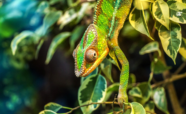 Le caméléon : qui est-il ? Comment prendre soin de son caméléon à la maison ?