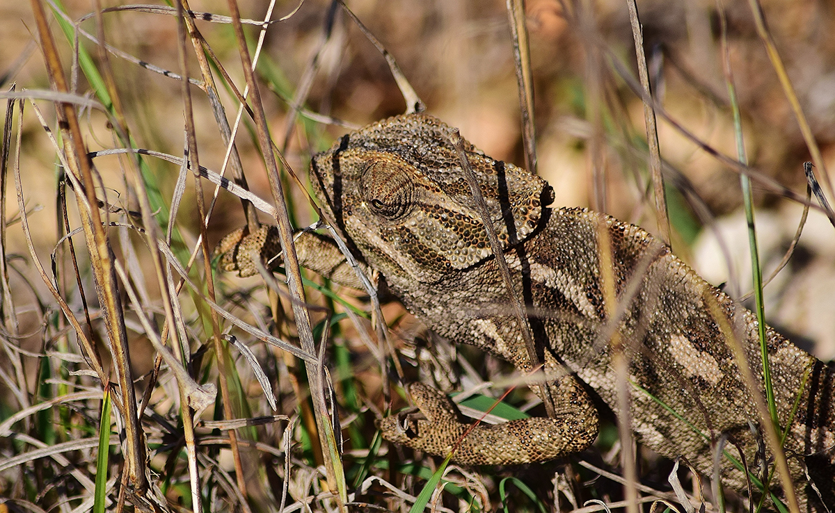 Camouflage des animaux : comment apprennent-ils à se camoufler ?