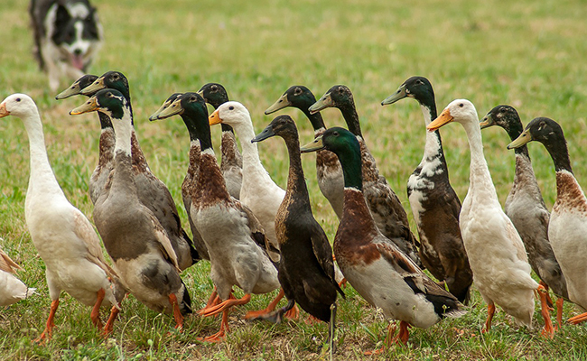 Canard Coureur Indien, comment l'élever ? Conseils et bonnes pratiques