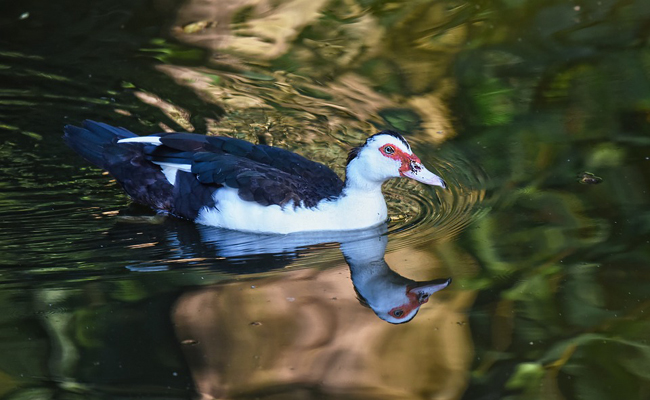 Le canard de Barbarie