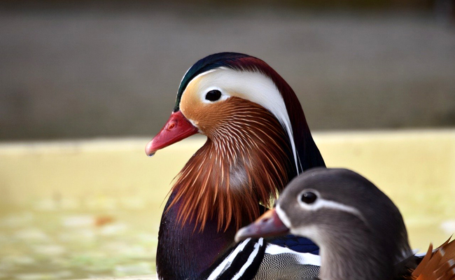 Le canard mandarin, comment l'élever ? Conseils et bonnes pratiques