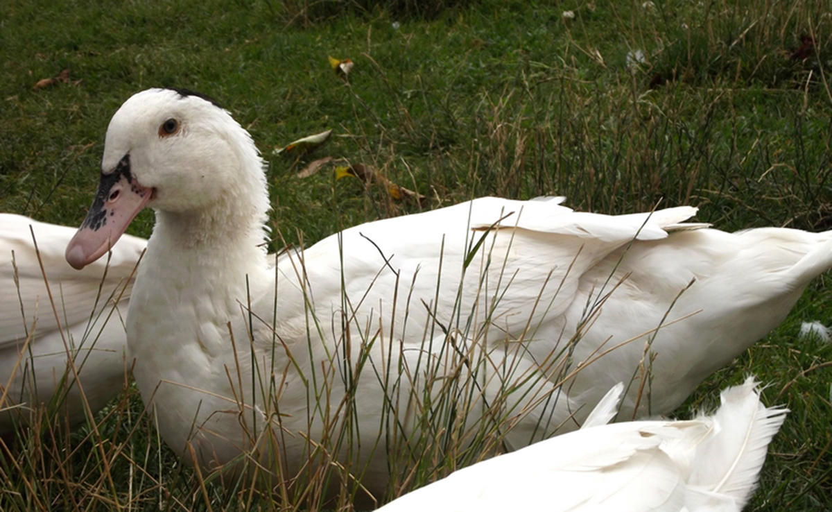 Canard mulard, comment l'élever ? Conseils et bonnes pratiques