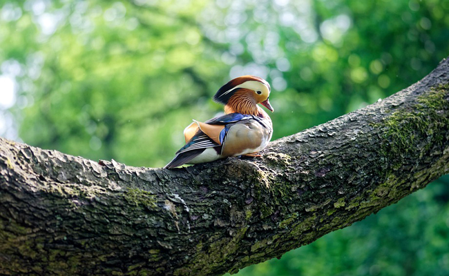 Comment élever des canards d’ornement ? Conseils et bonnes pratiques