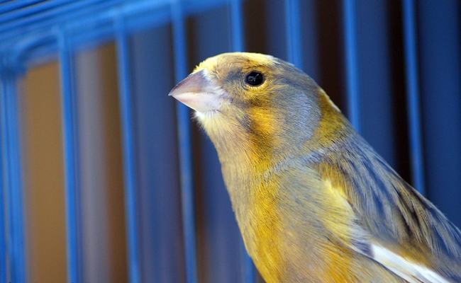 canari en cage