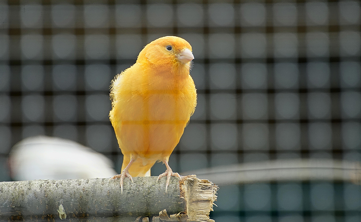 Pourquoi mon canari ne chante-t-il plus ? Que faire ?