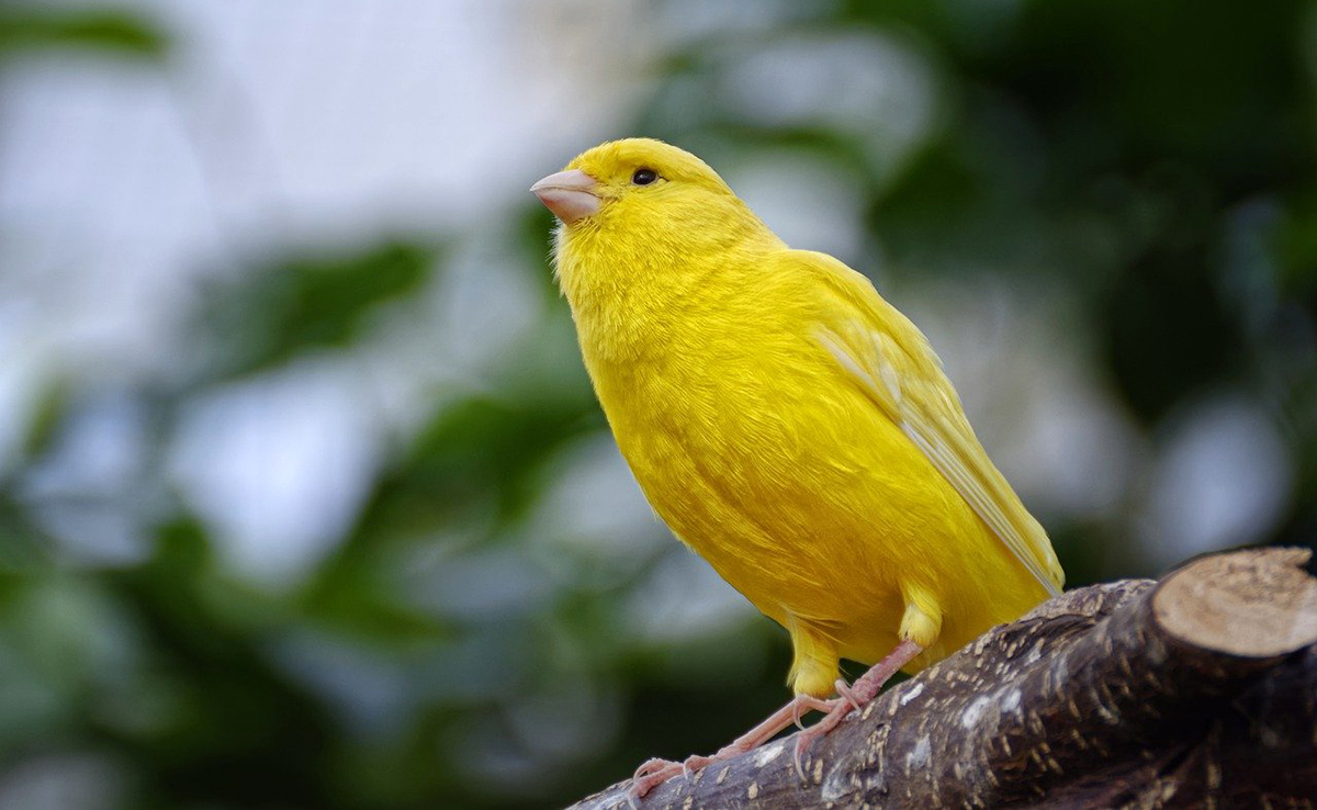 Canari du Harz : conseils et bonnes pratiques d’élevage