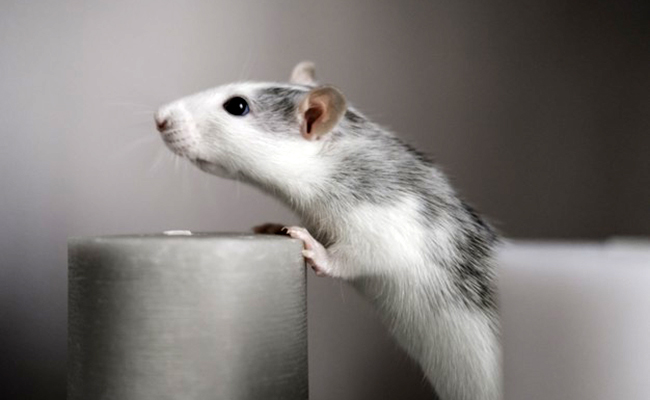 Caractère et comportement du rat : principaux traits pour mieux le comprendre