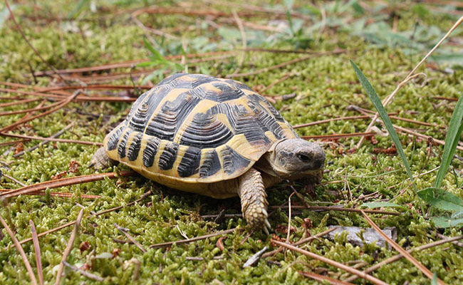 Pourquoi les tortues ont une carapace ? Quelle utilité ?