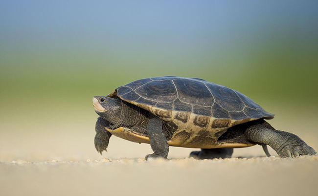 Une tortue peut-elle vivre sans carapace ?