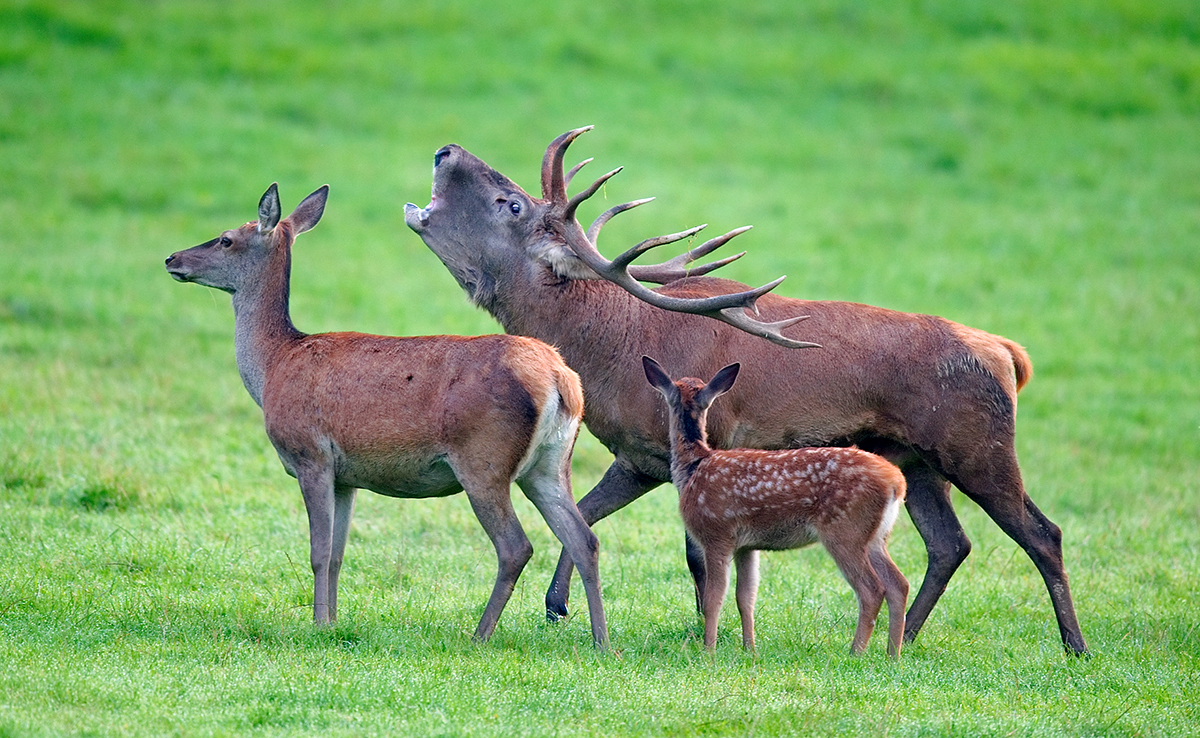 Cerf élaphe, le plus grand cervidé d'Europe