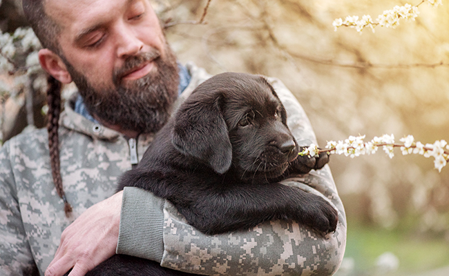 Certificat d'engagement obligatoire pour l'adoption d'un animal : explications