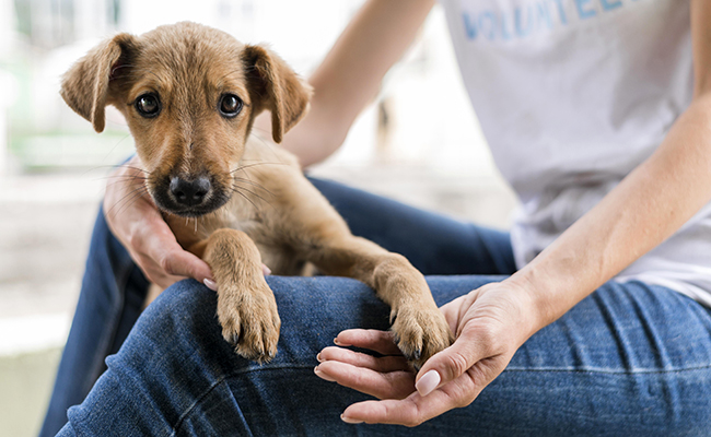 Certificat d’engagement pour animaux de compagnie : pour qui, quand, comment ?