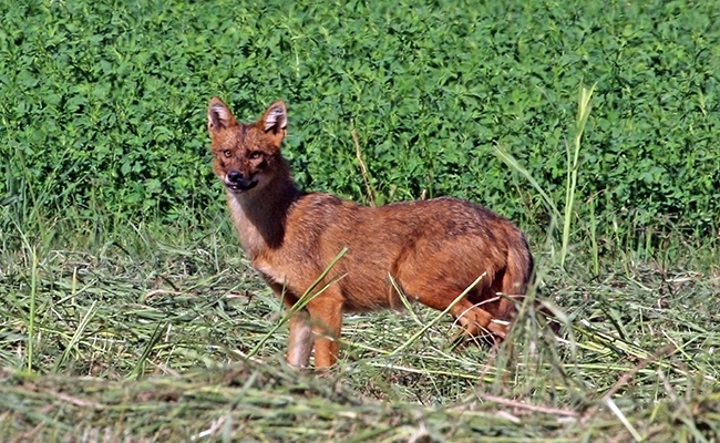 Chacal doré, nouveau prédateur ? Qui est-il ? Où et comment vit-il ?