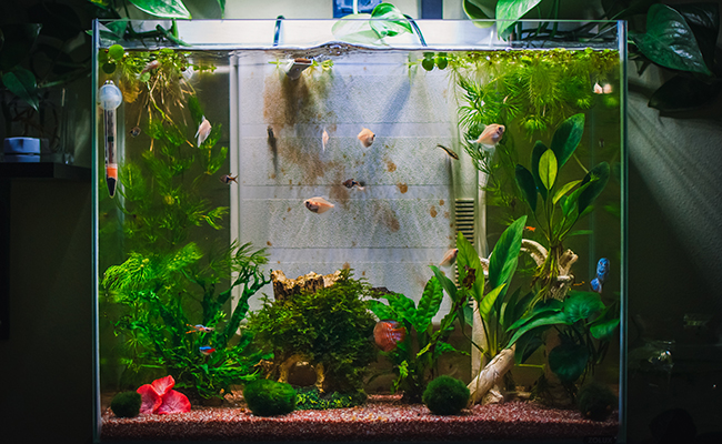 Changer l'eau de son aquarium : quand, comment, conseils et bonnes pratiques