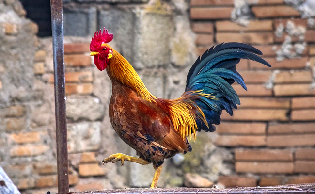 Chant du coq : pourquoi et quand chante-t-il ? Quelle règlementation sur le bruit ?