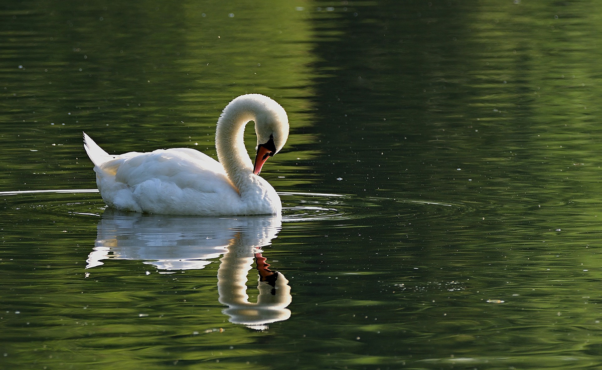 Le chant du cygne : que veut dire cette expression ?