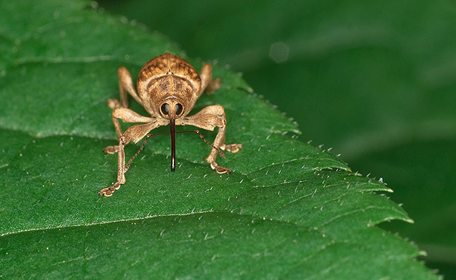 Le charançon, qui est cet insecte ravageur ?