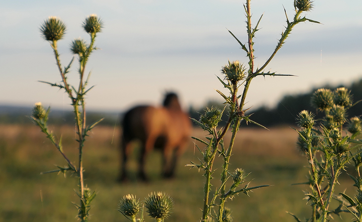 Chardon, plante toxique pour les chevaux et poneys