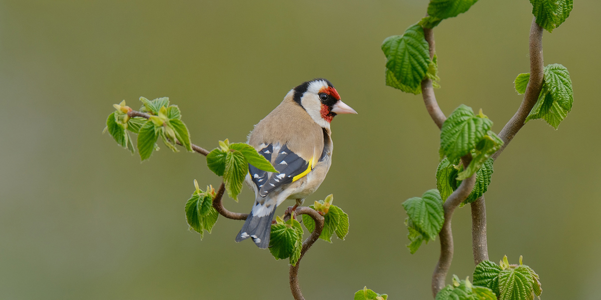 Les 10 oiseaux les plus utiles au jardin