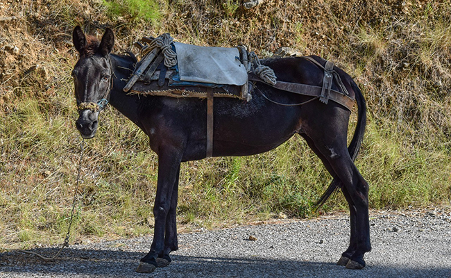 Être chargé comme une mule : que veut dire cette expression ?