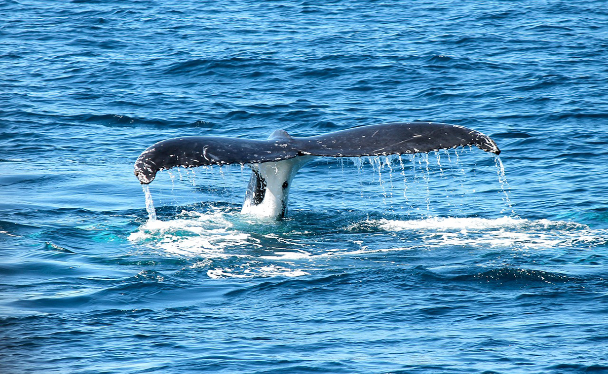 3 pays qui chassent encore la baleine !