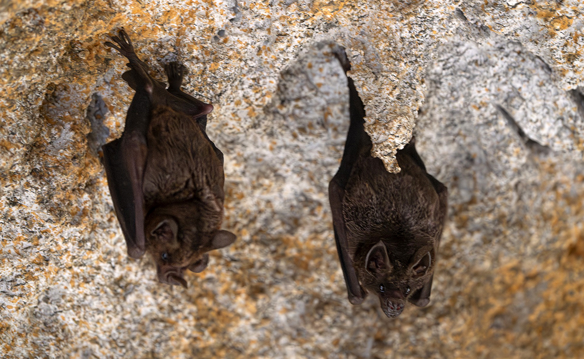 Les chauves-souris peuvent se prendre dans mes cheveux : vrai ou faux ?