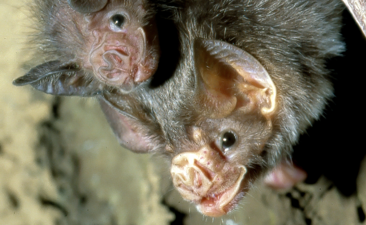 Les 3 espèces de chauves-souris vampires qui sucent le sang des animaux !