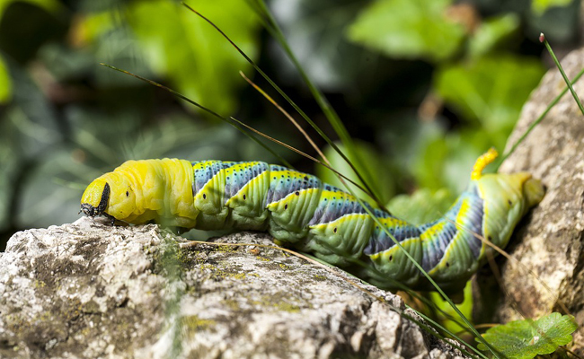 Chenille et chrysalide : gros plan