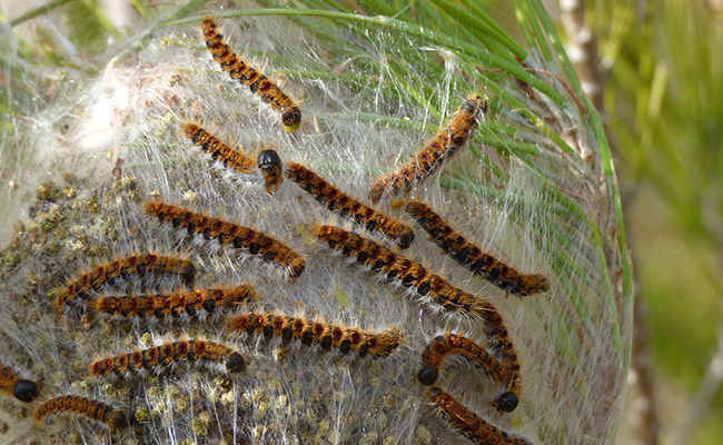 Comment reconnaître les chenilles processionnaires du pin et du chêne ?