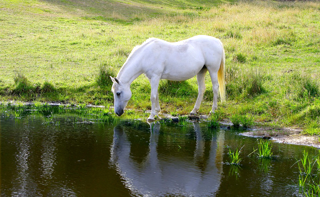 Combien existe-t-il de races de chevaux ? Comment sont-ils catégorisés ?