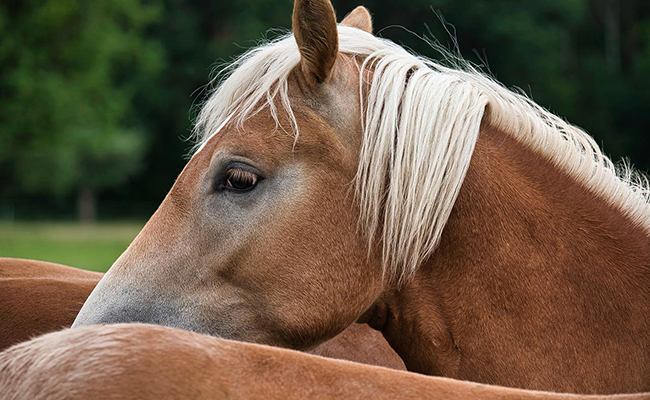 Le cheval a-t-il une bonne mémoire ?