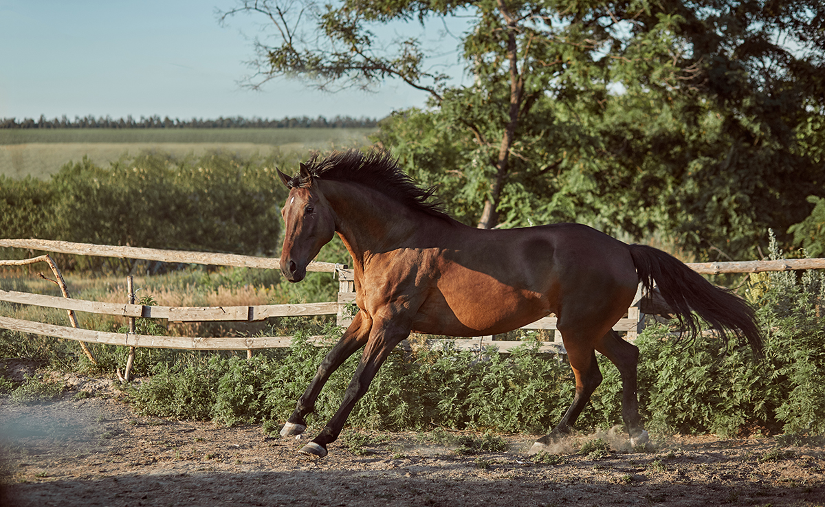 Cheval agressif : quelles causes ? Quelles solutions ?