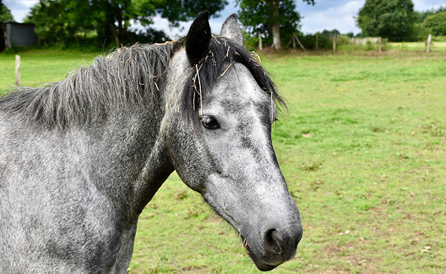 Mon cheval balance sa tête à droite et à gauche, qu'est-ce que ça veut dire ?